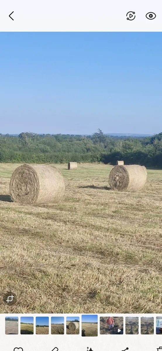 Hay - Image 3