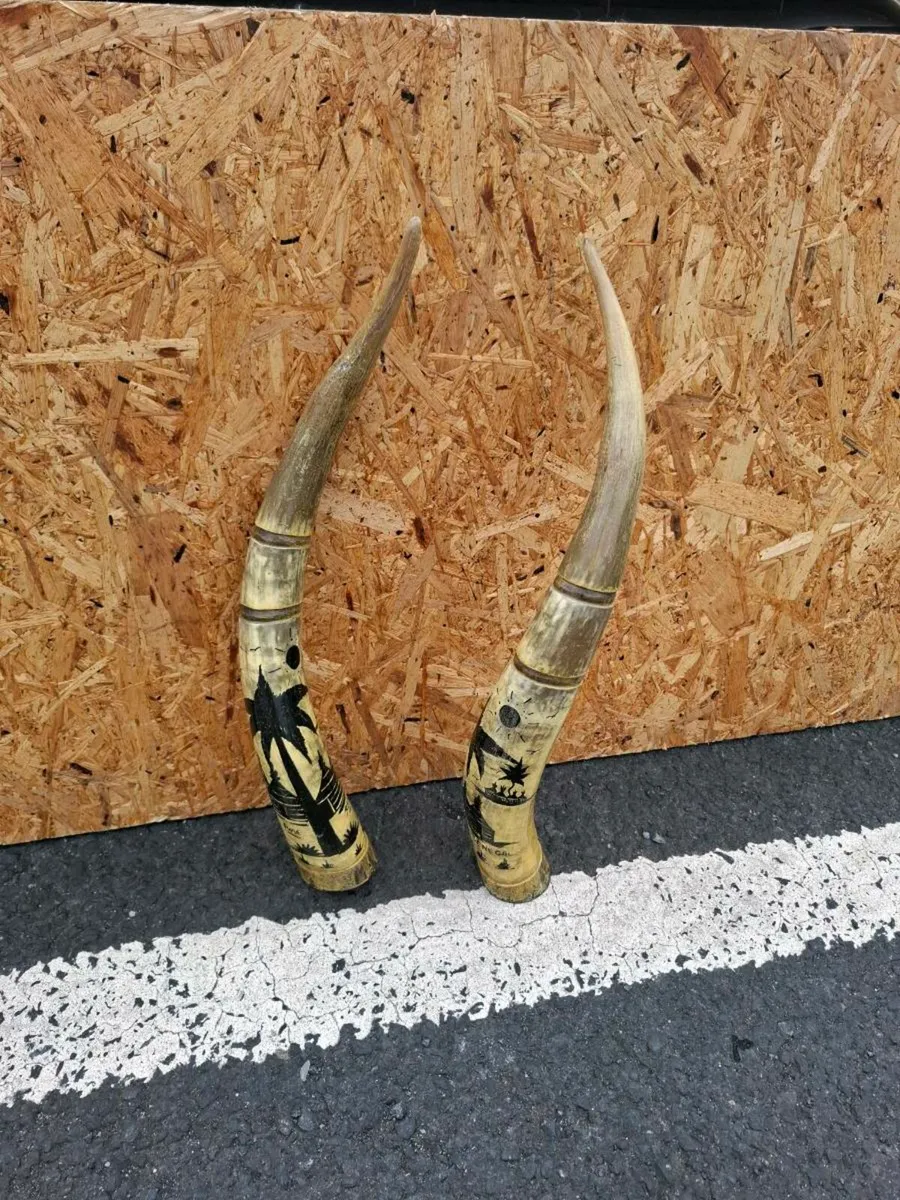 Water buffalo horn possible to post - Image 2
