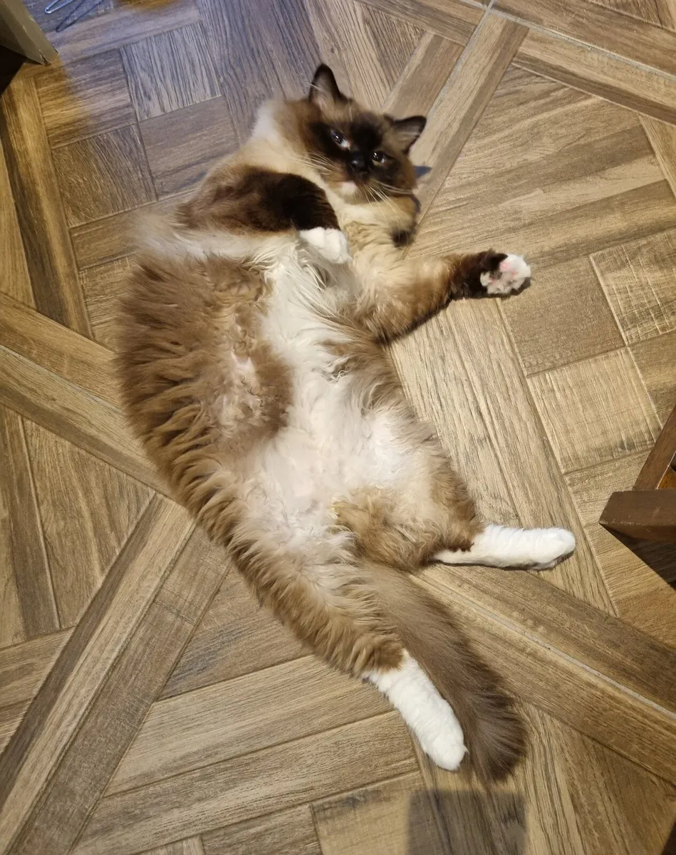 Ragdoll cats and kitten - Image 3