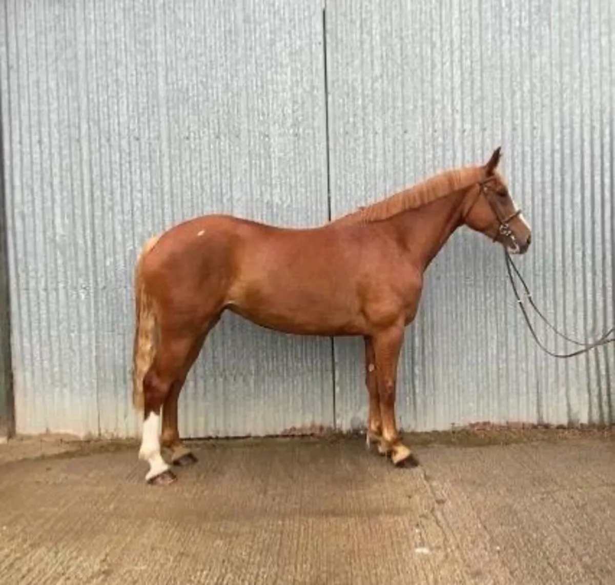 Irish Draught mare - Image 1