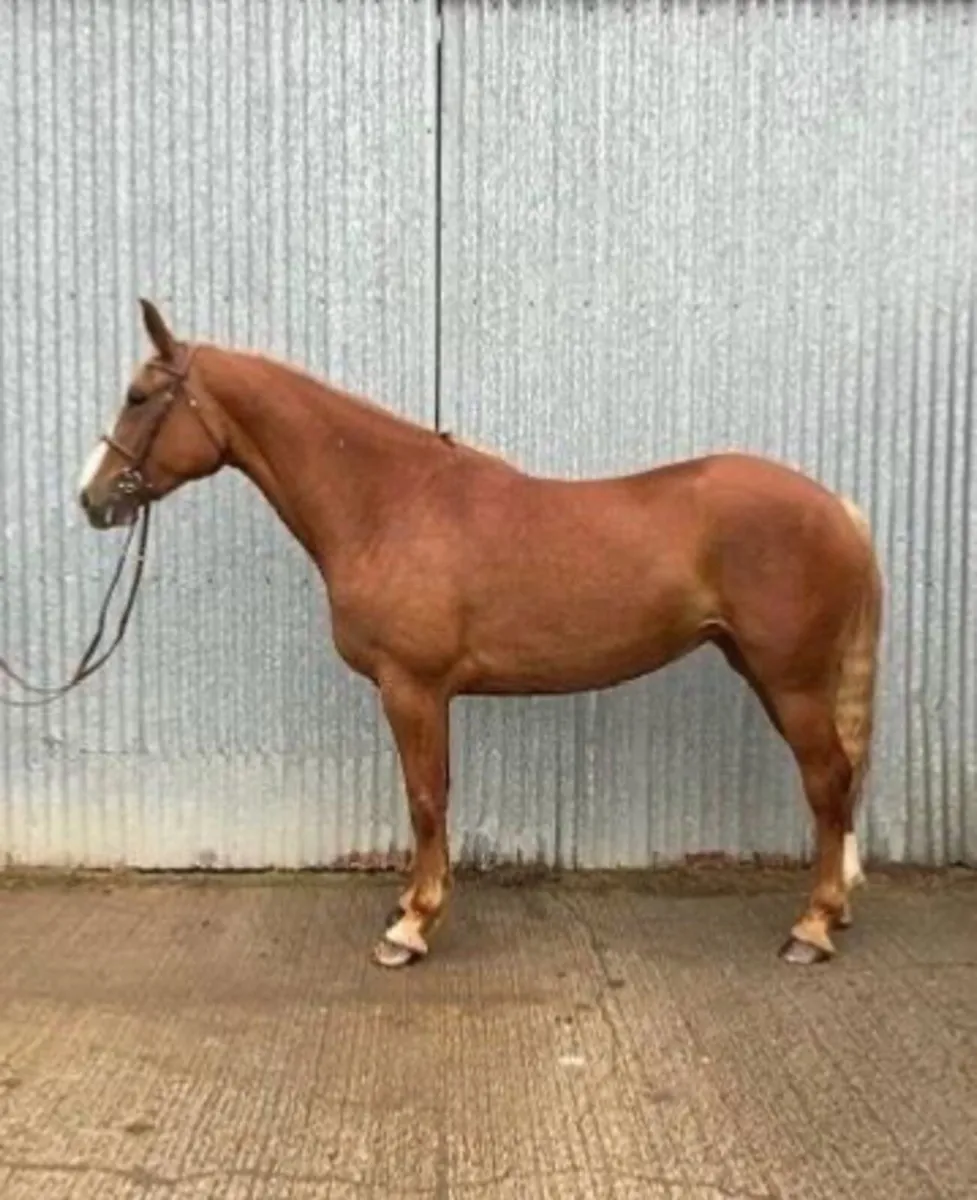 Irish Draught mare - Image 2