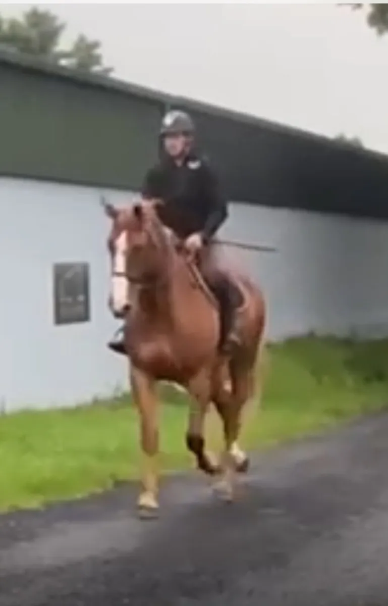 Irish Draught mare - Image 3