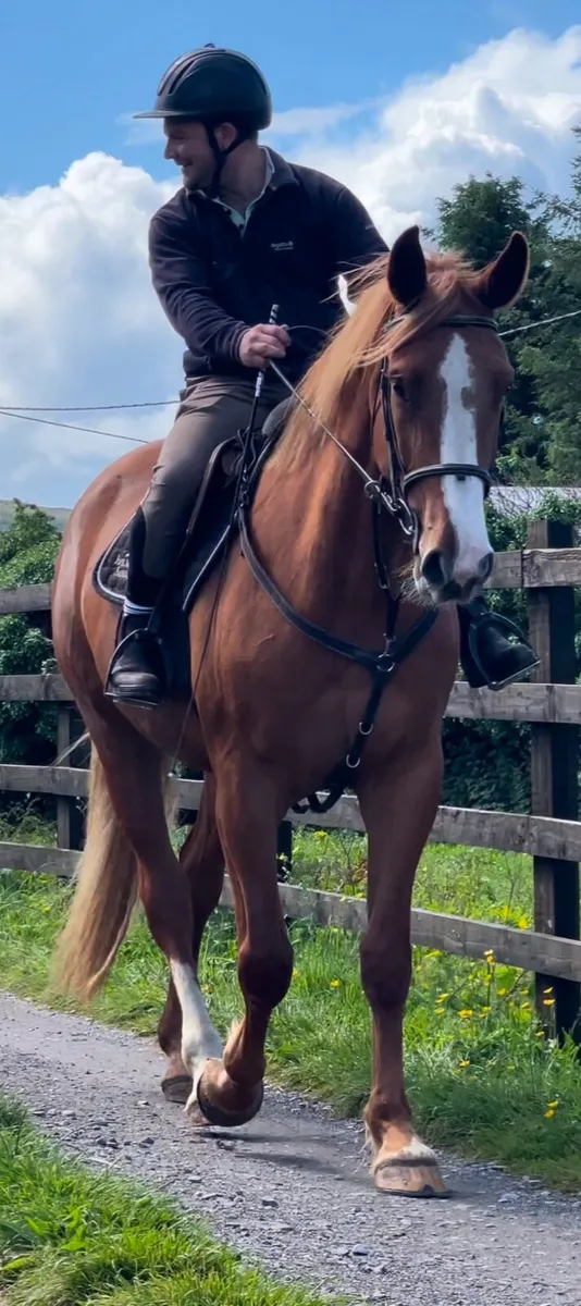 Irish Draught mare - Image 4