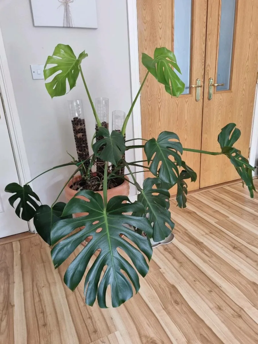 Monstera deliciosa mature