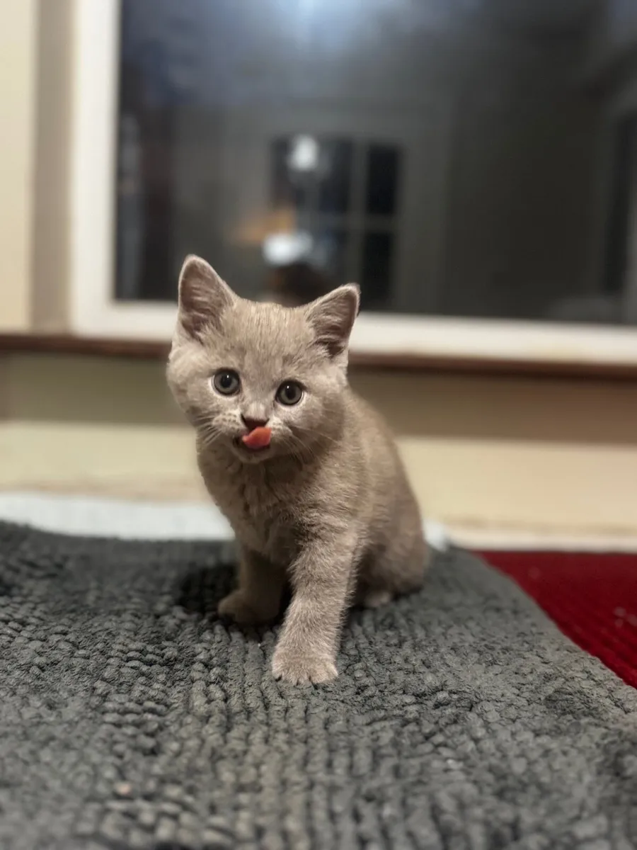 British shorthair kittens - Image 2
