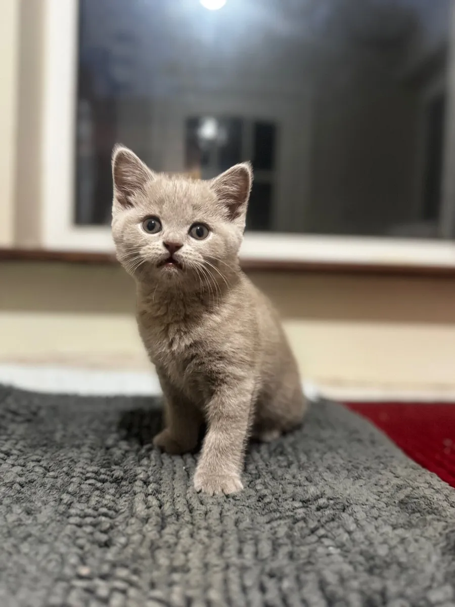 British shorthair kittens - Image 3