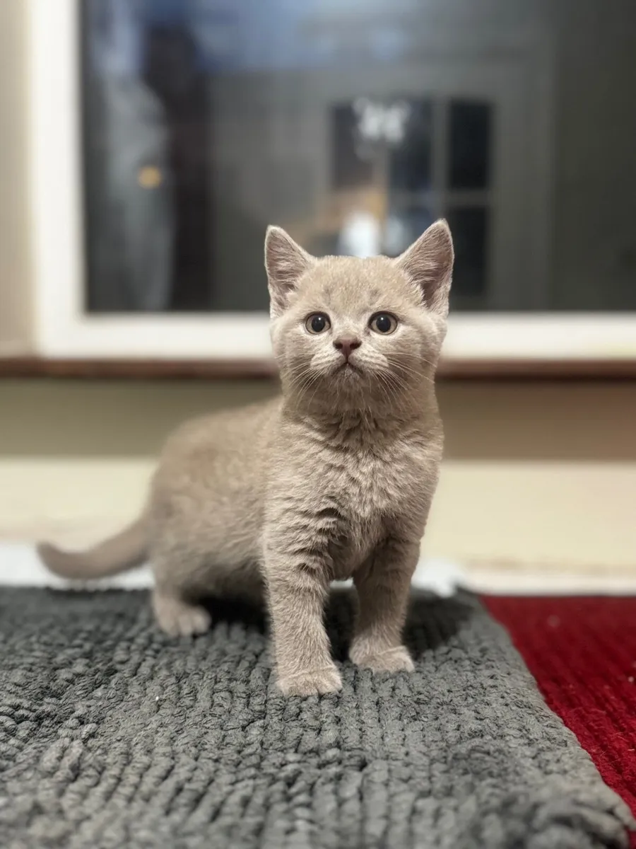 British shorthair kittens - Image 4