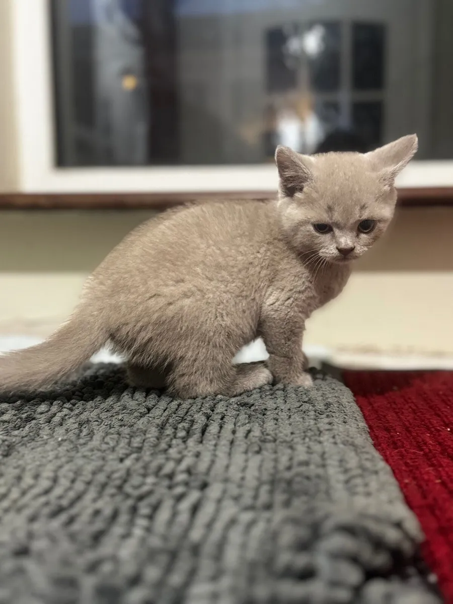 British shorthair kittens - Image 1