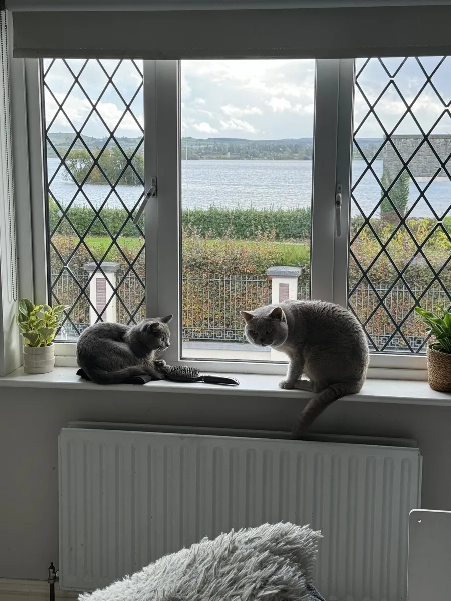 British shorthair kittens - Image 3