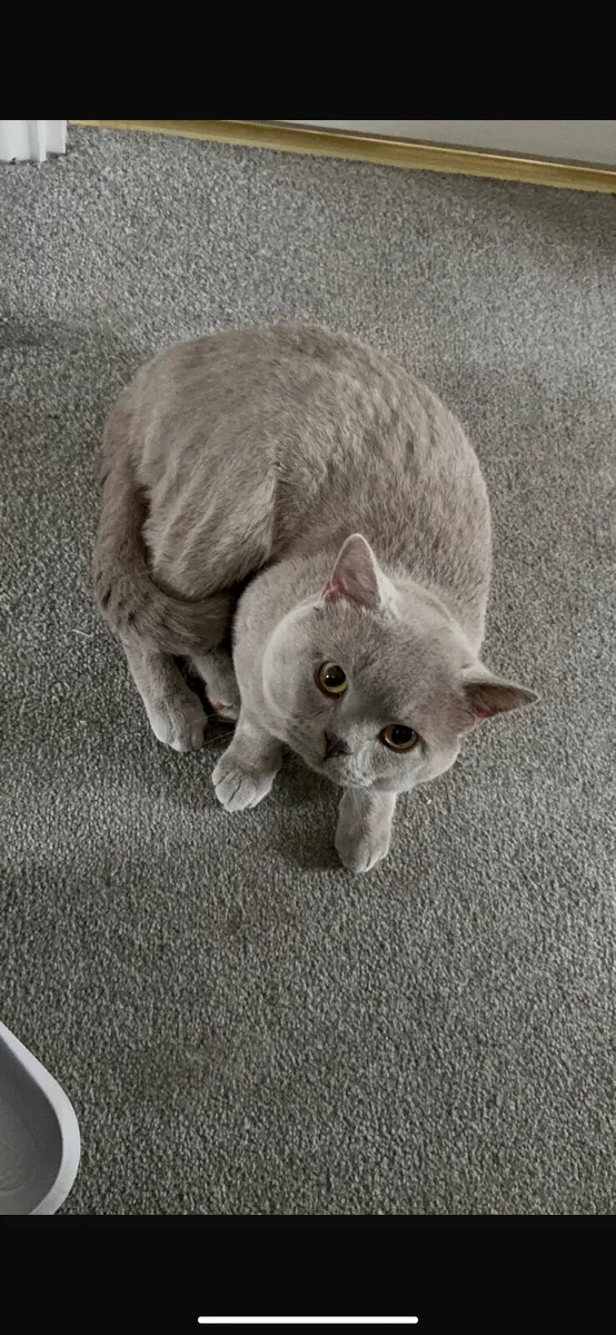 British shorthair kittens - Image 4