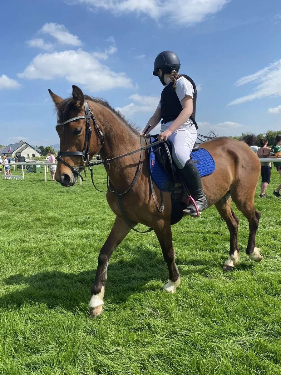 14.1 Part welsh, mare - Image 2
