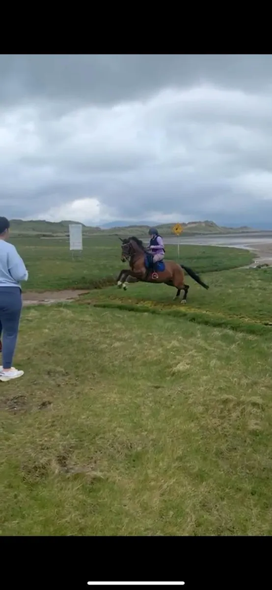 14.1 Part welsh, mare - Image 3