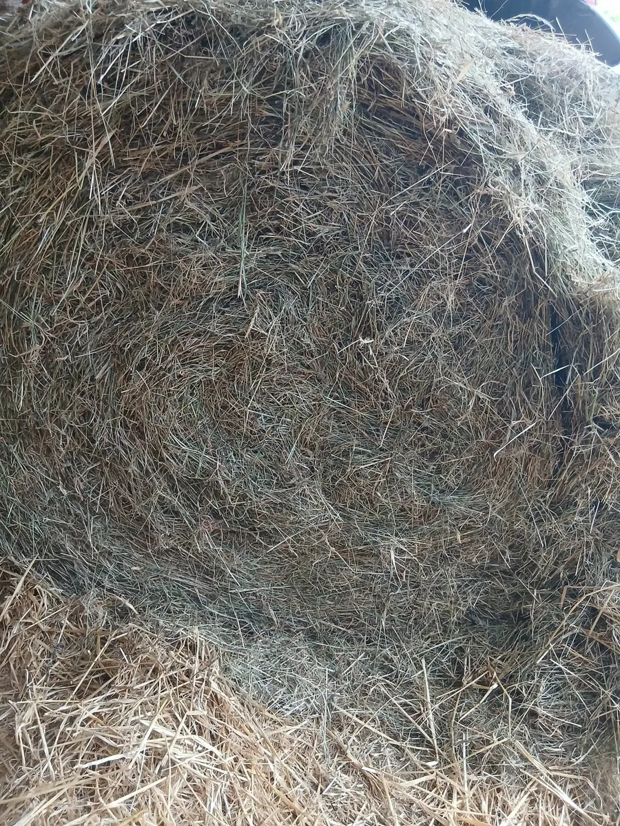 Hay - Image 1