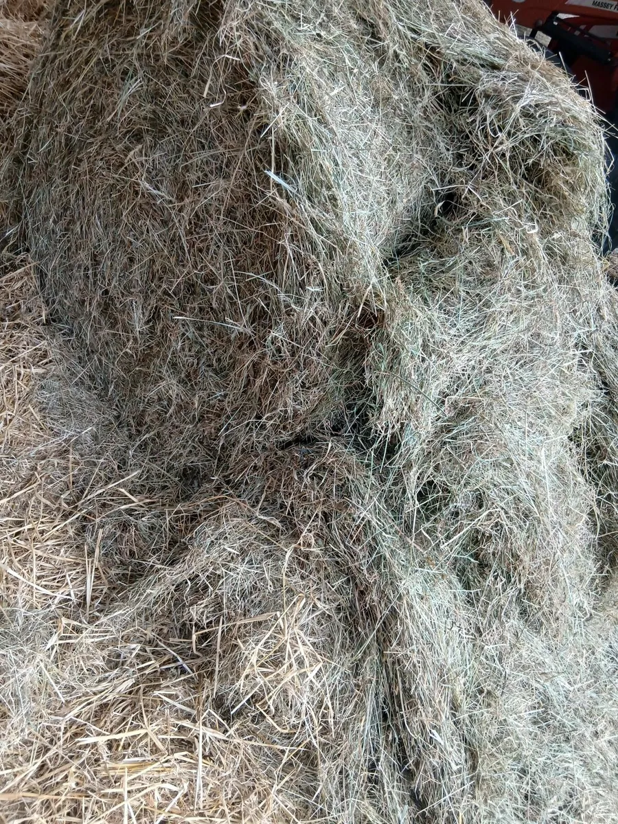 Hay - Image 2