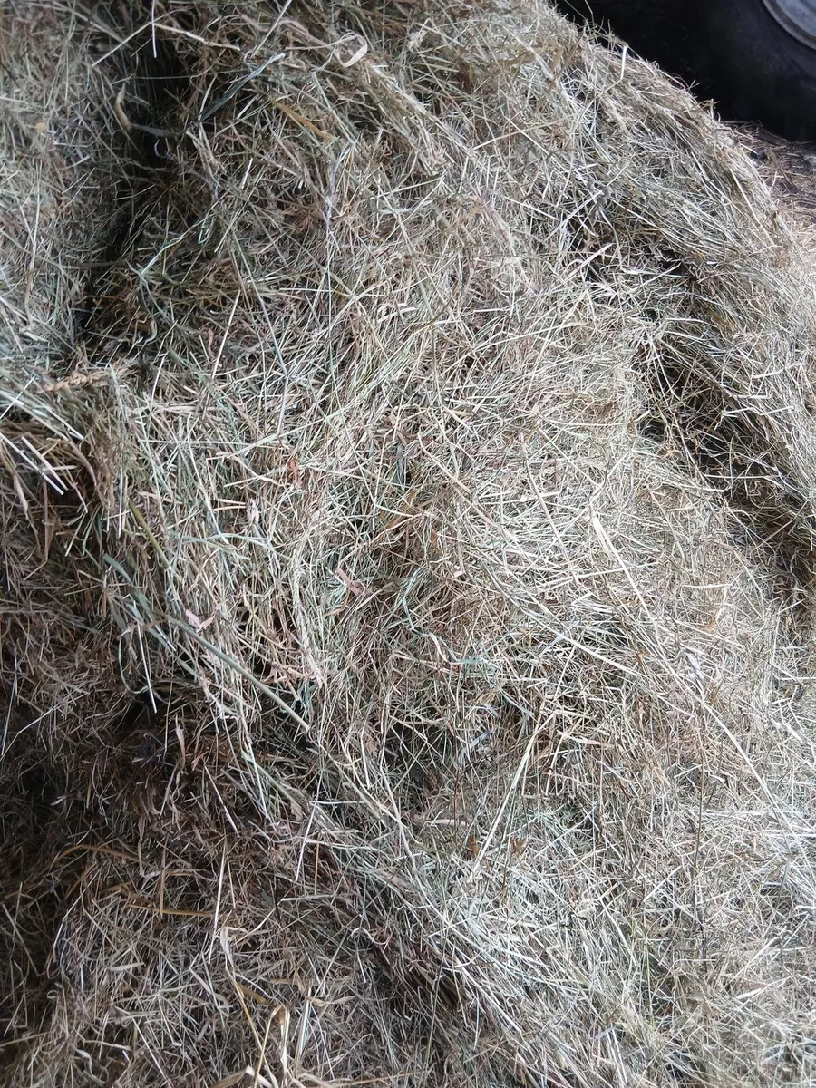 Hay - Image 3