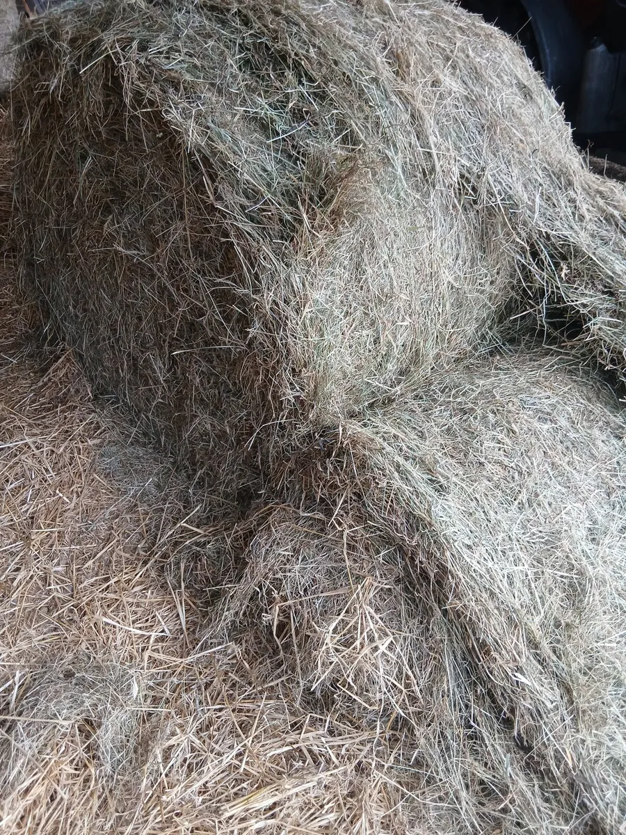 Hay - Image 4