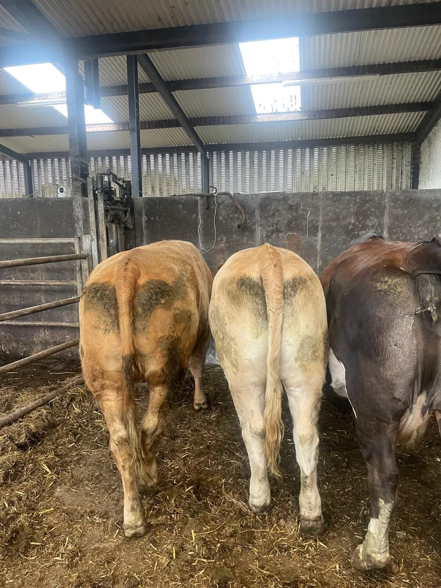 2 Five Star Charlois Heifers - Image 2