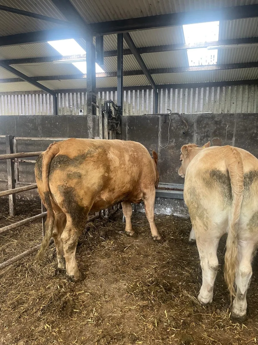 2 Five Star Charlois Heifers - Image 1