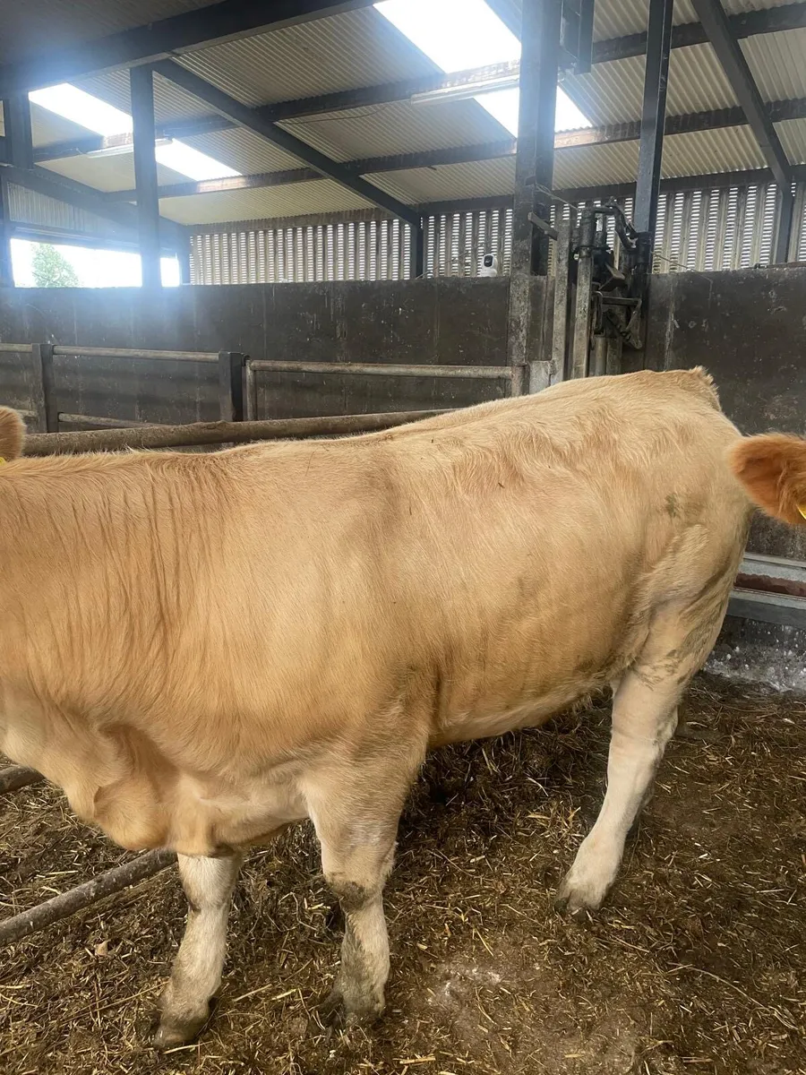 2 Five Star Charlois Heifers - Image 3