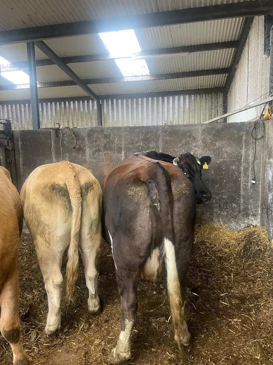 2 Five Star Charlois Heifers - Image 4
