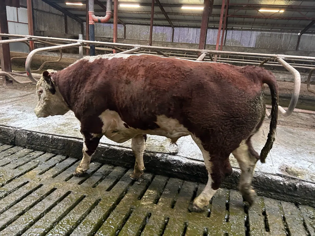 Purebred Hereford Bull For Sale. - Image 1