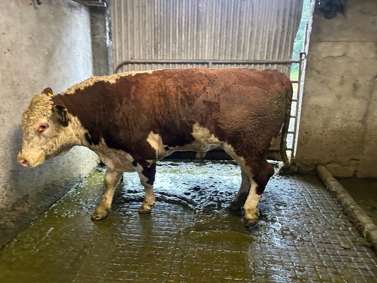 Purebred Hereford Bull For Sale. - Image 2