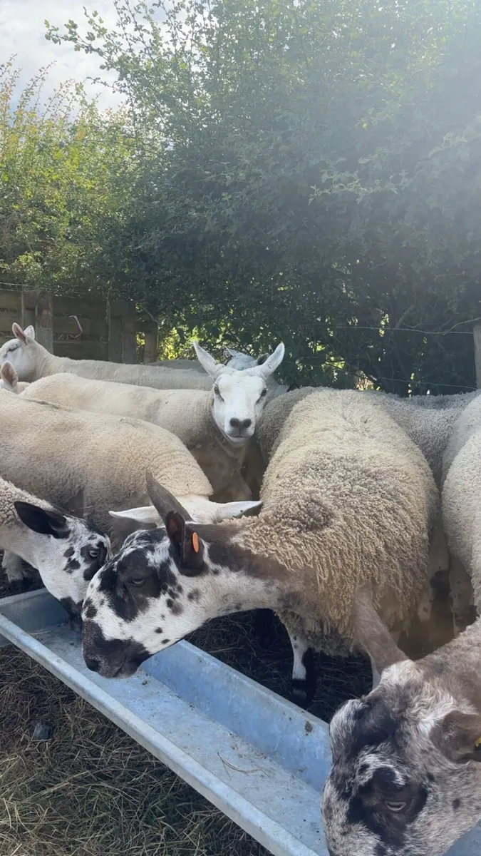 Pedigree Texel gimmers - Image 1