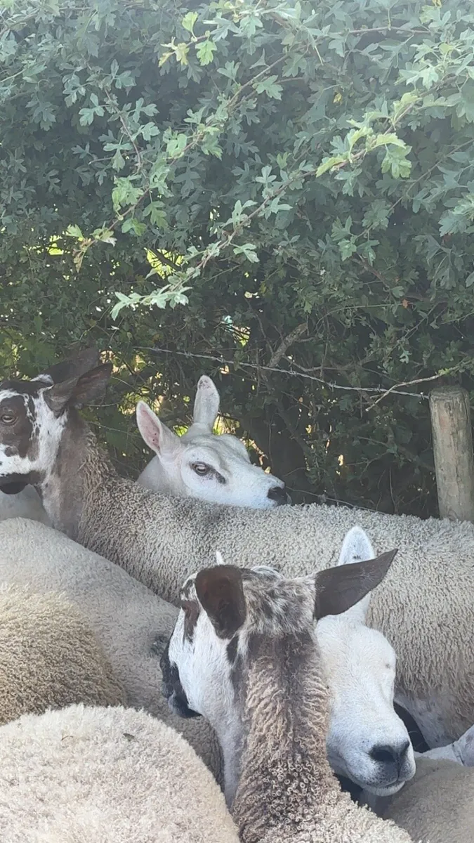 Pedigree Texel gimmers - Image 2