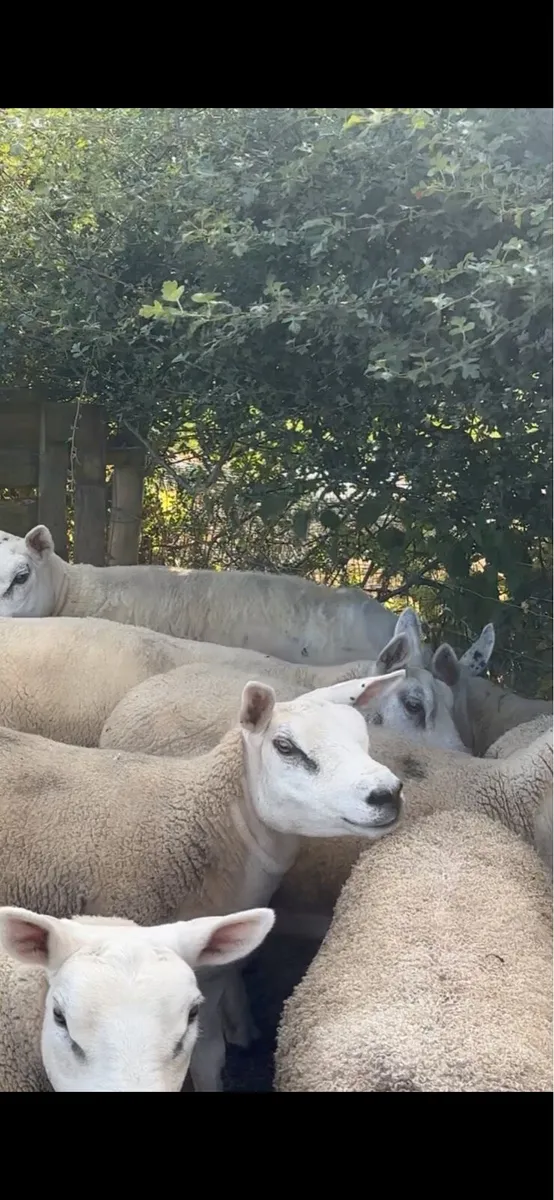 Pedigree Texel gimmers - Image 3