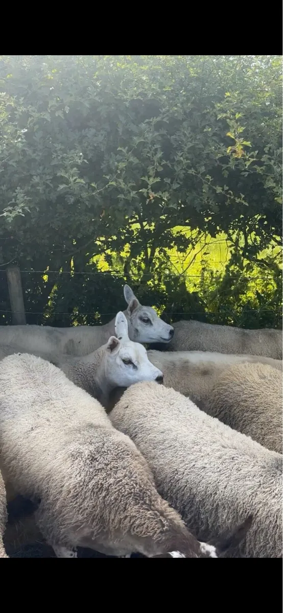 Pedigree Texel gimmers - Image 4