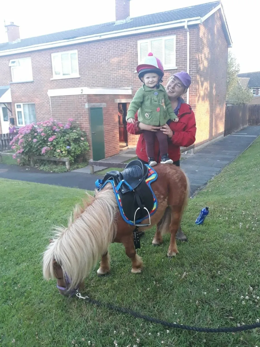 8.2  shetland gelding - Image 1