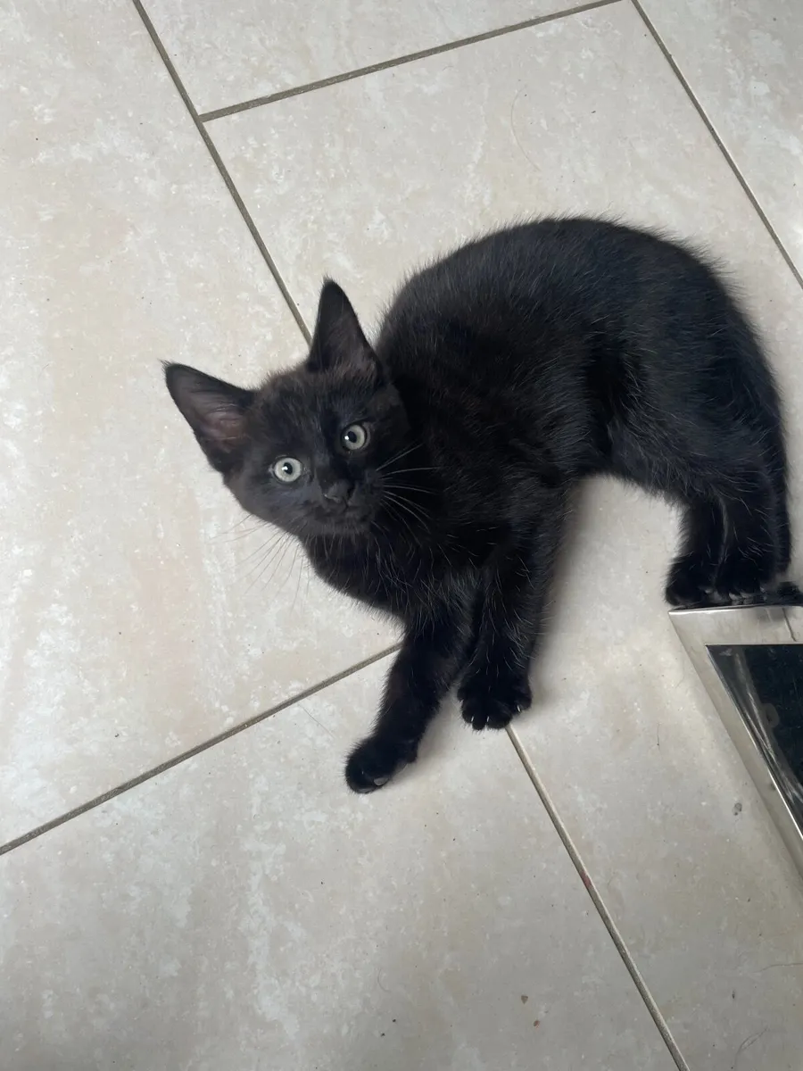 Kitten - Image 1