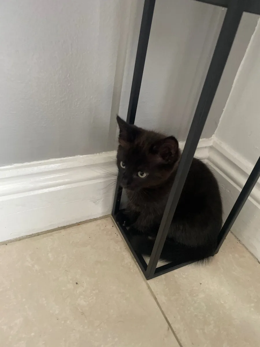 Kitten - Image 2
