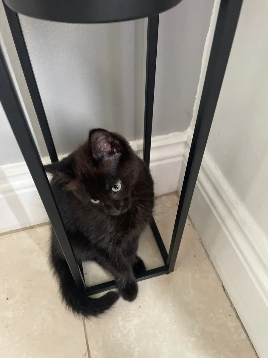 Kitten - Image 3