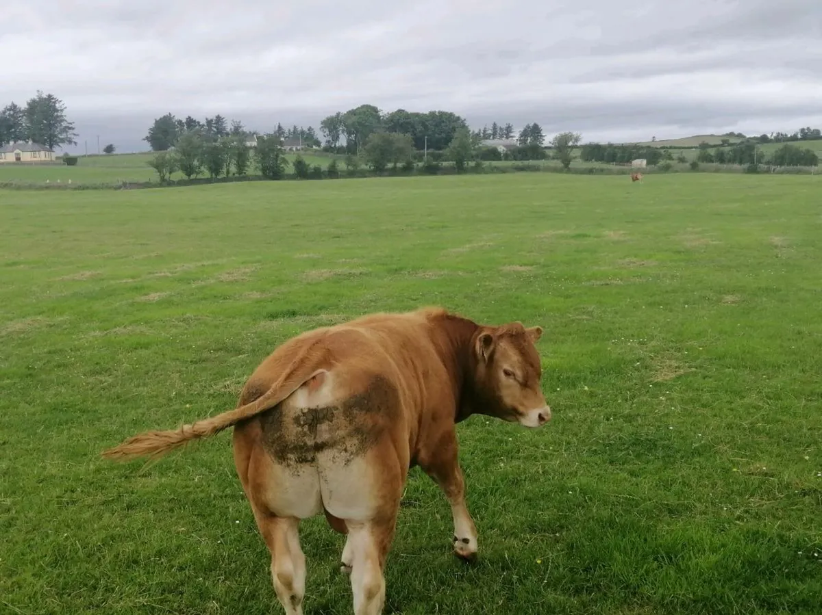 Lm bull - Image 1
