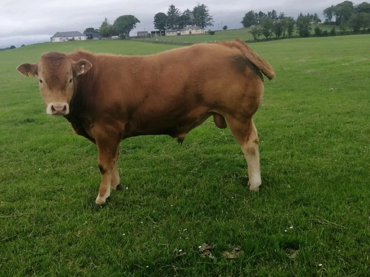 Lm bull - Image 2