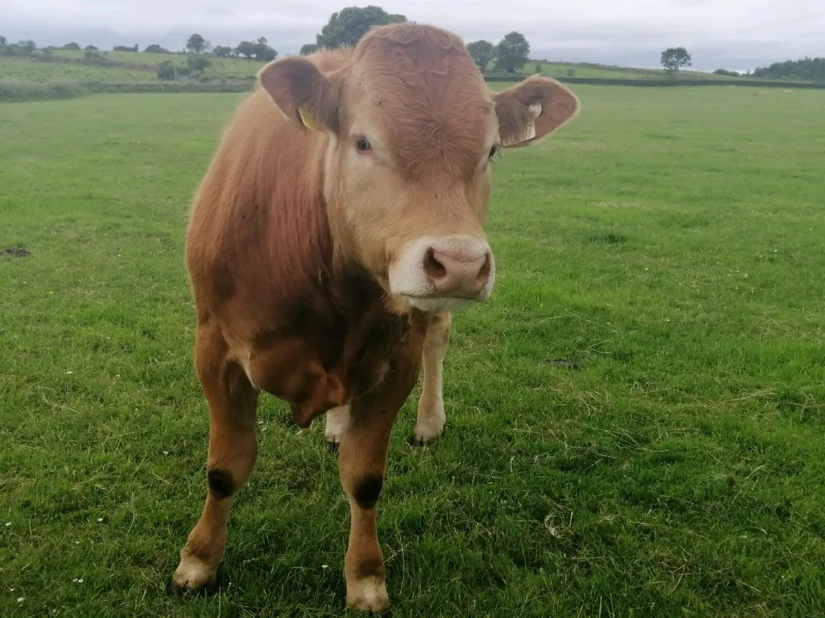 Lm bull - Image 3