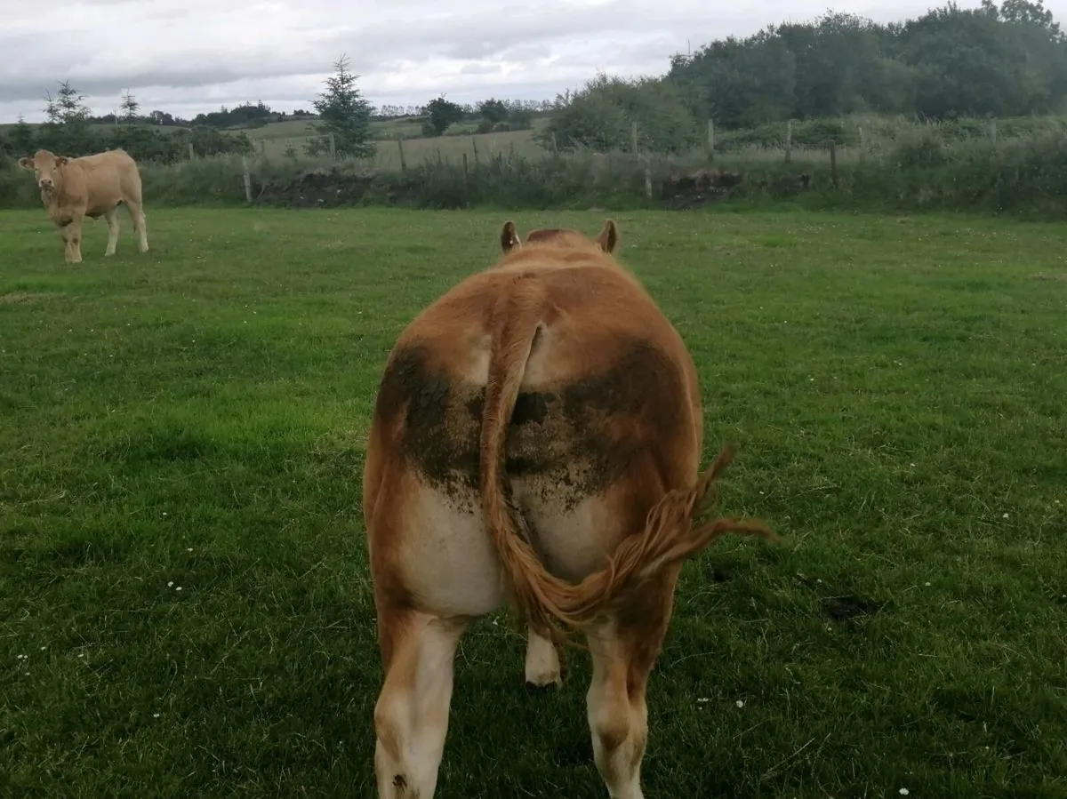Lm bull - Image 4
