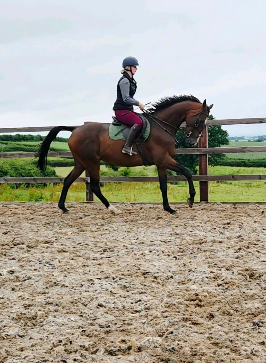 16.2 10 year old rh2rh tb gelding - Image 1