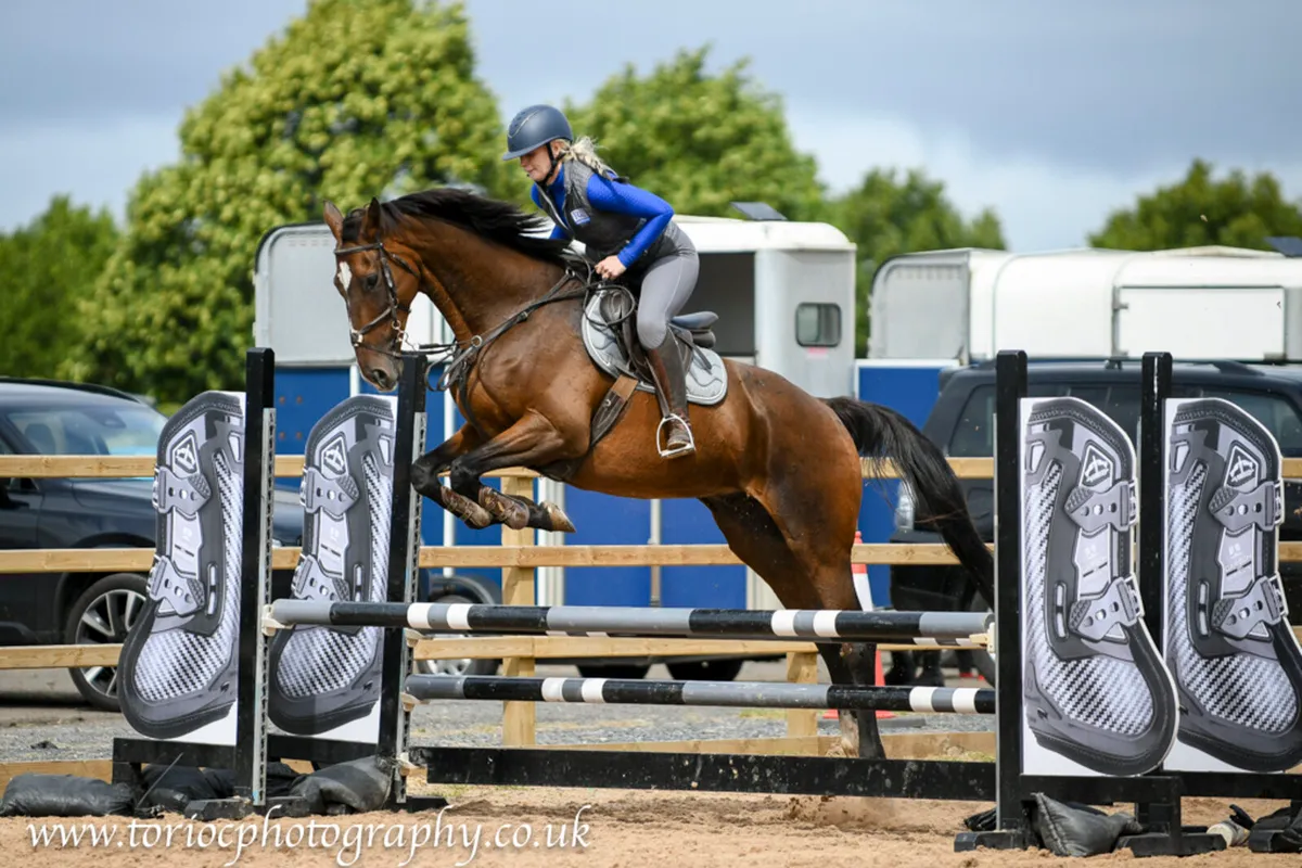 16.2 10 year old rh2rh tb gelding - Image 2