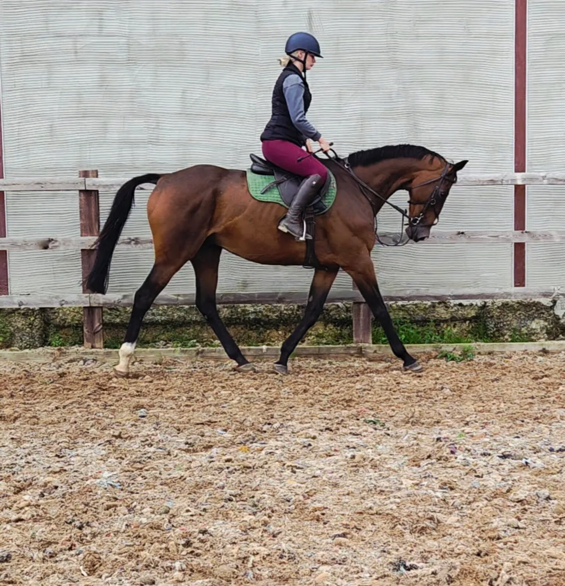 16.2 10 year old rh2rh tb gelding - Image 3