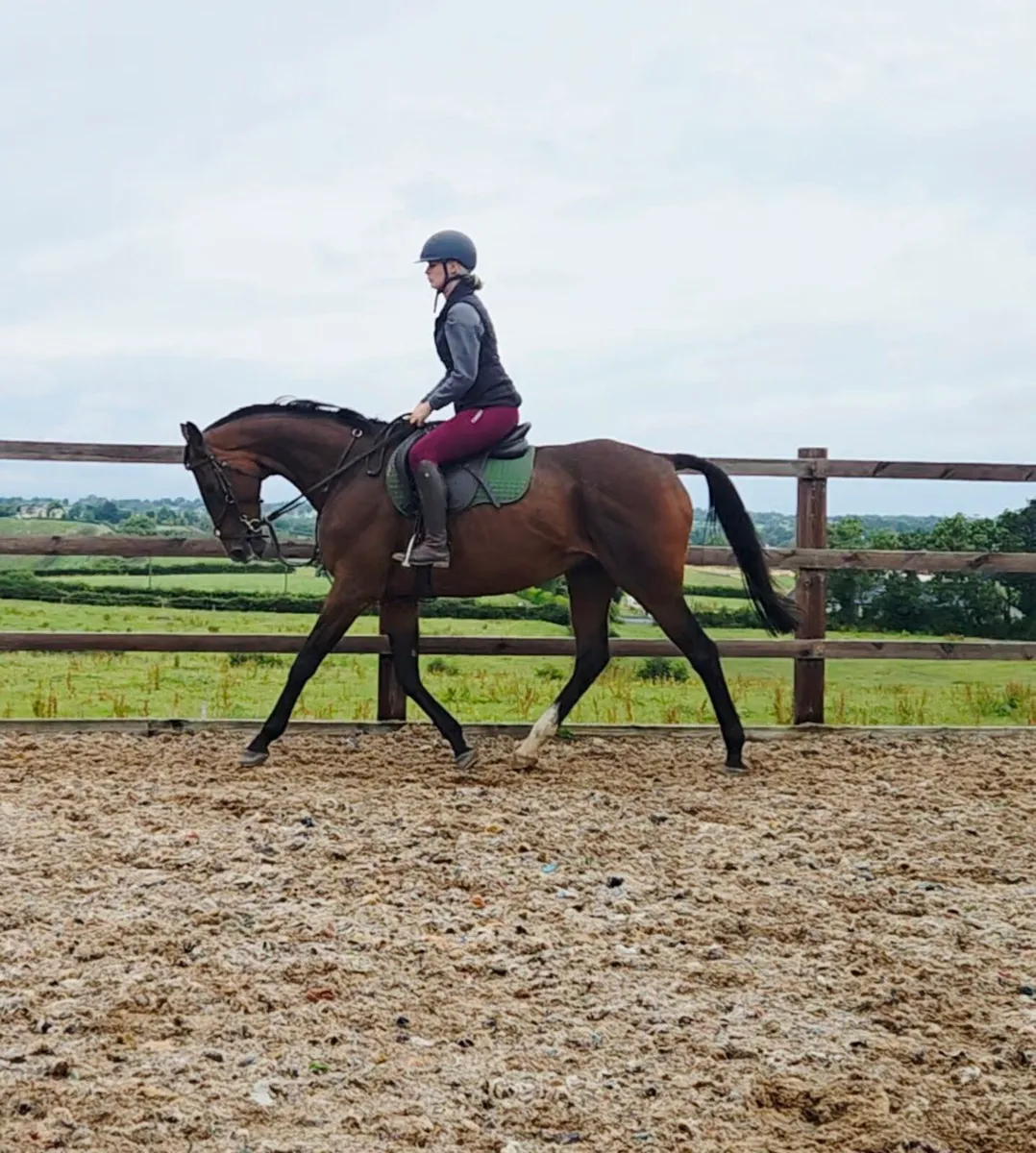16.2 10 year old rh2rh tb gelding - Image 4