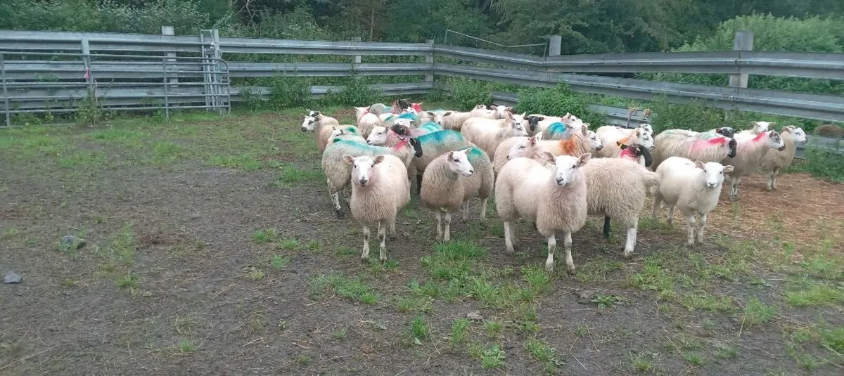 60 ewe lambs - Image 1