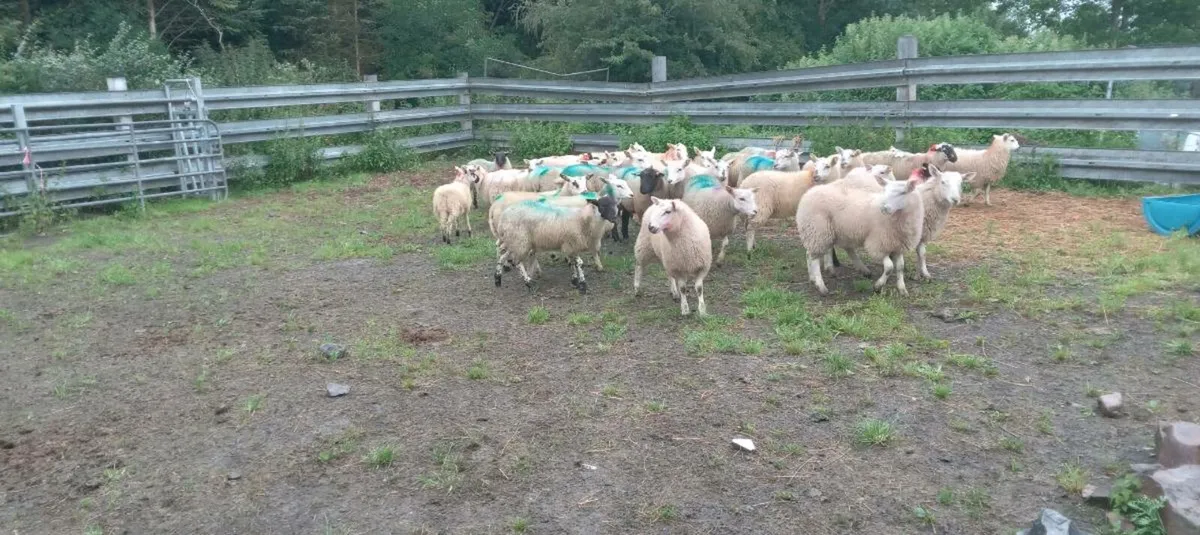 60 ewe lambs - Image 2