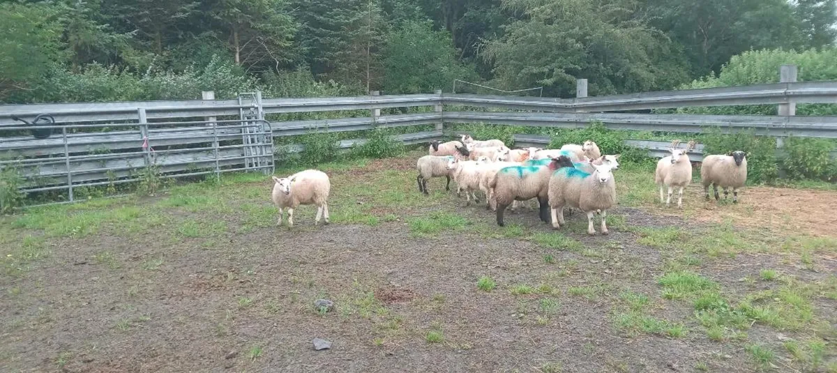 60 ewe lambs - Image 3