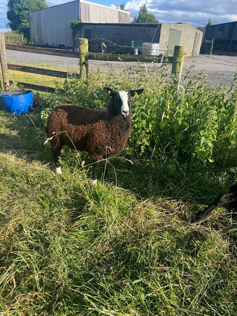 💥PBR Zwartble ewe lams💥 - Image 1