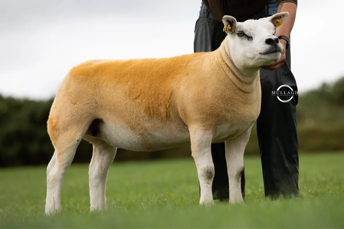 🔥 Texel Flush Ewe 🔥 - Image 1