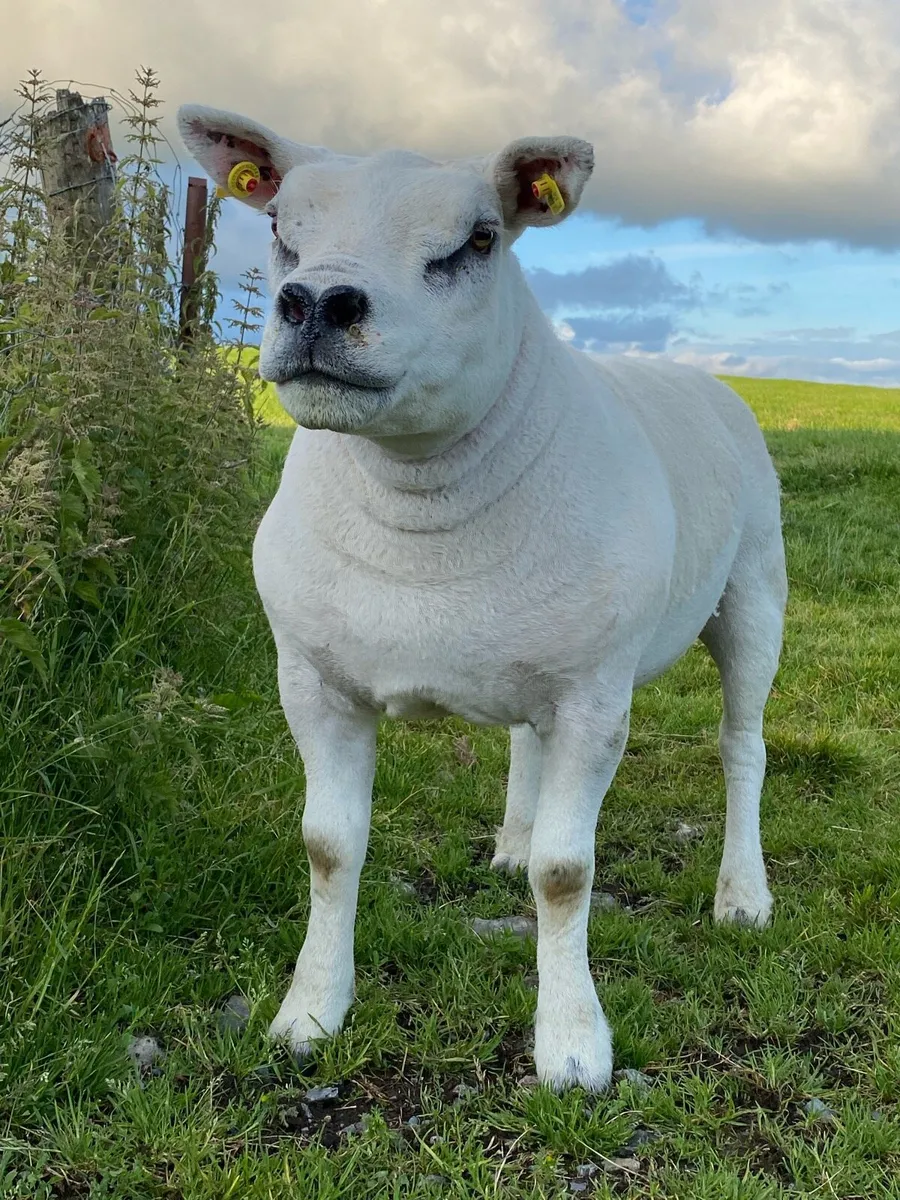 🔥 Texel Flush Ewe 🔥 - Image 2
