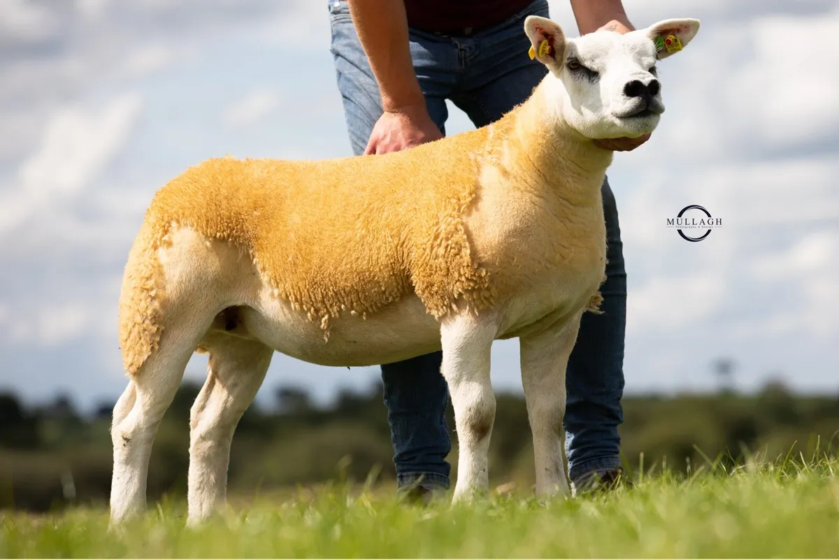 🔥 Texel Flush Ewe 🔥 - Image 3