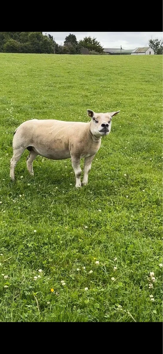 🔥 Texel Flush Ewe 🔥 - Image 4
